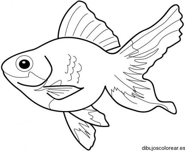 pececito