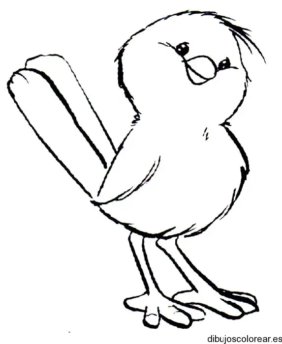 Dibujo de un tierno pollito