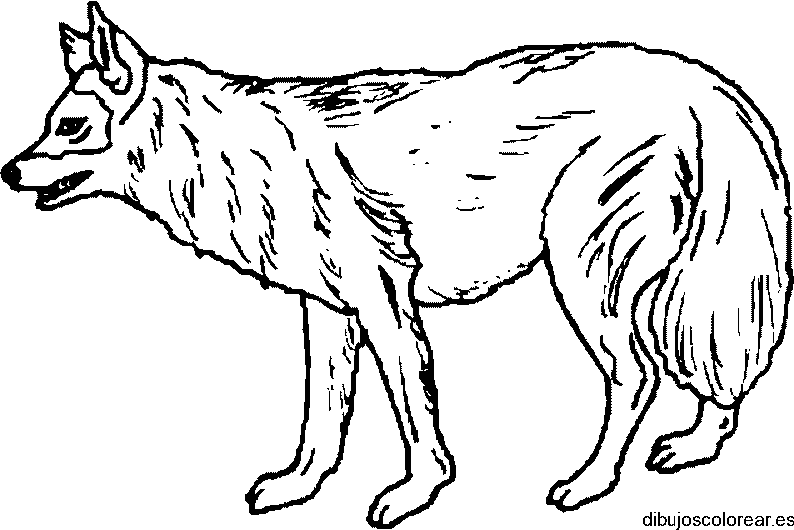 Dibujo de un lobo al acecho