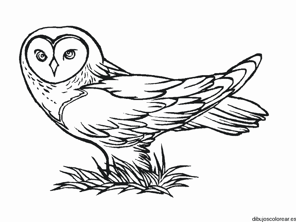Dibujo de un pequeño mochuelo