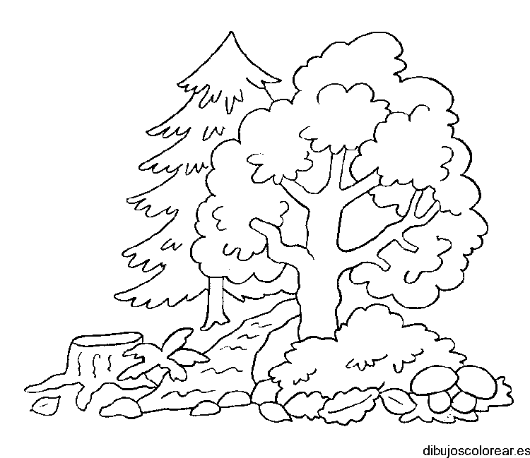 Dibujo de un árbol y un ciprés