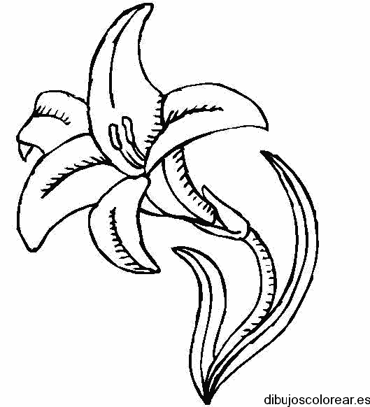 Dibujo de una preciosa flor