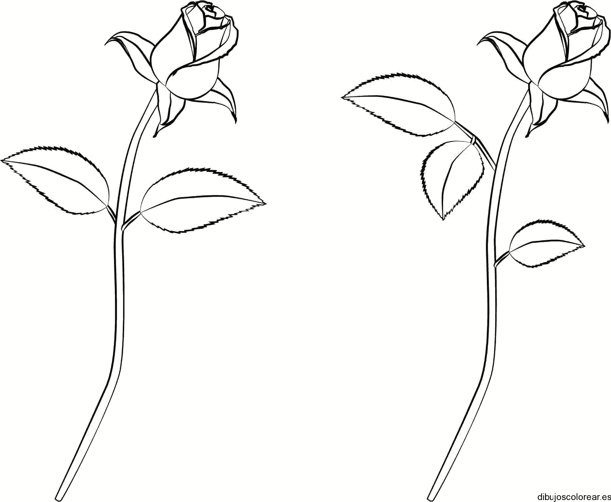 Dibujo de un par de rosas 