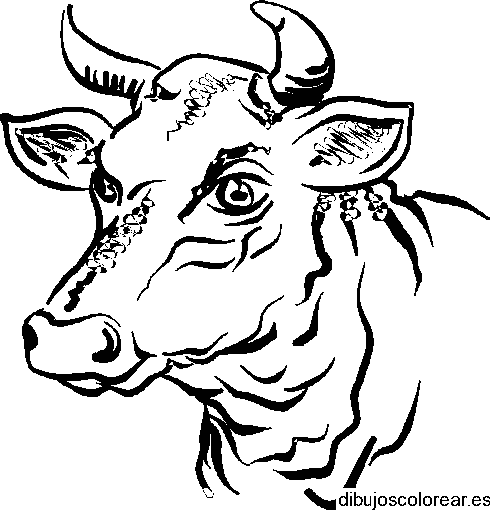 Dibujo del rostro de una vaca 