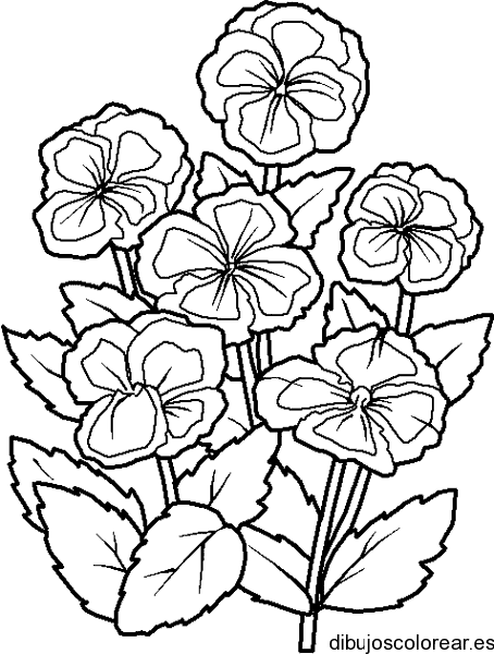 Dibujo de un ramo de claveles