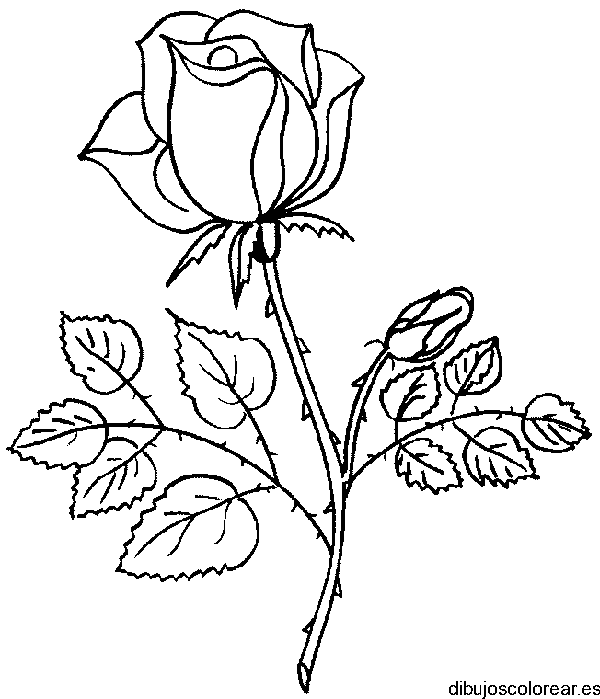 Dibujo de una hermosa rosa