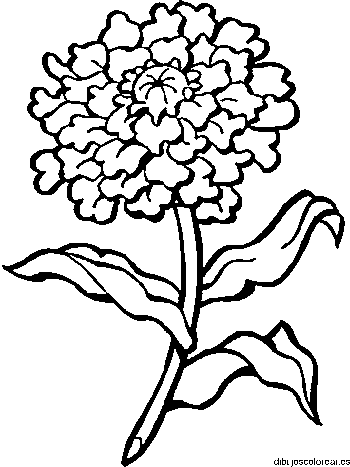 Dibujo de una flor 