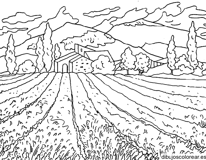 Dibujo de una plantación