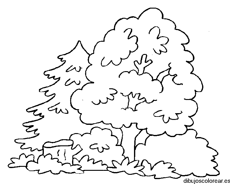 Bosque