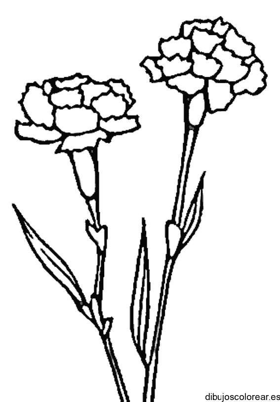 Dibujo de dos claveles