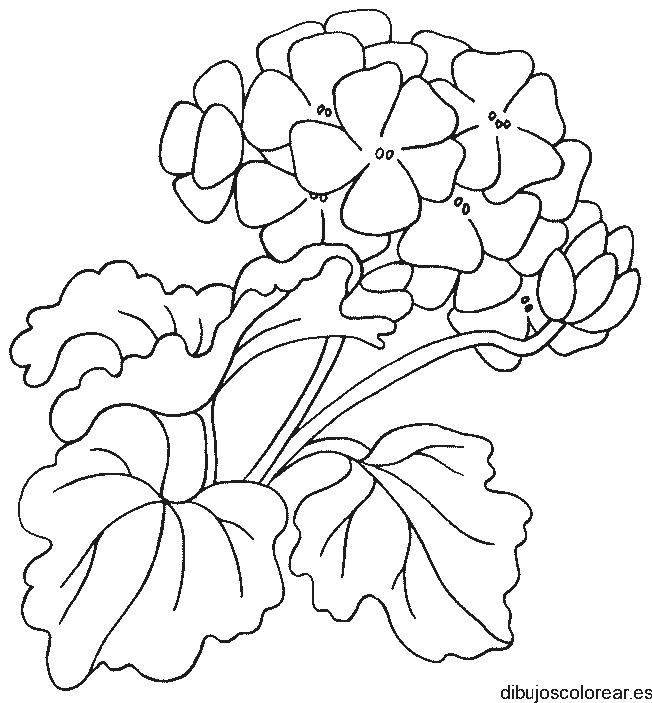 Dibujo de un ramo de tréboles