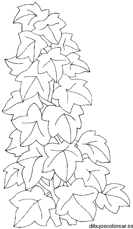 Dibujo de una enredadera de hojas