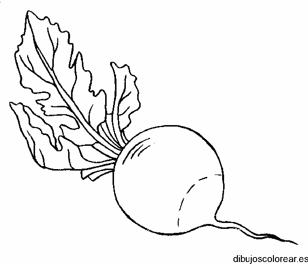 Dibujo de un nabo