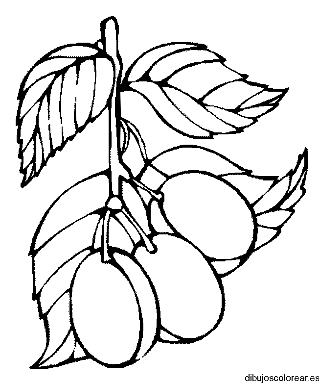 Dibujo de un ramo con tres duraznos