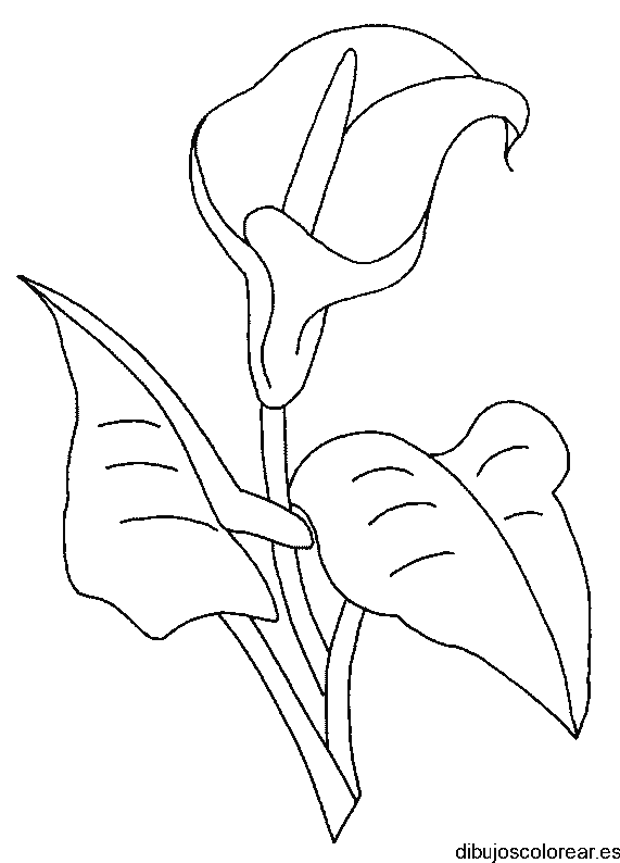 Dibujo de una flor en rama