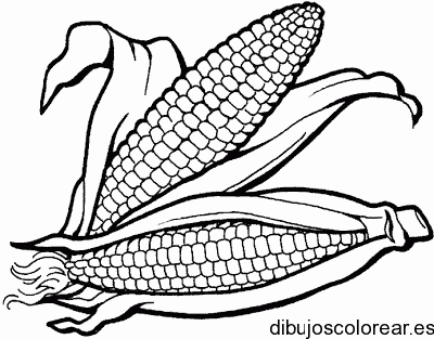 Dibujo de dos mazorcas