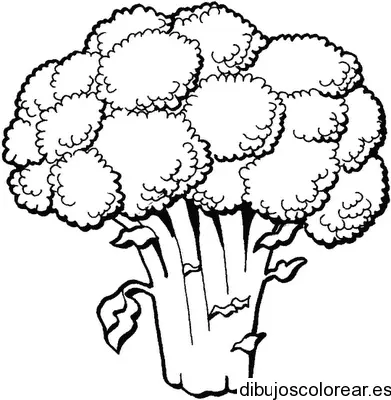 Dibujo de un ramo de brócoli