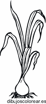 Dibujo de un cebollino