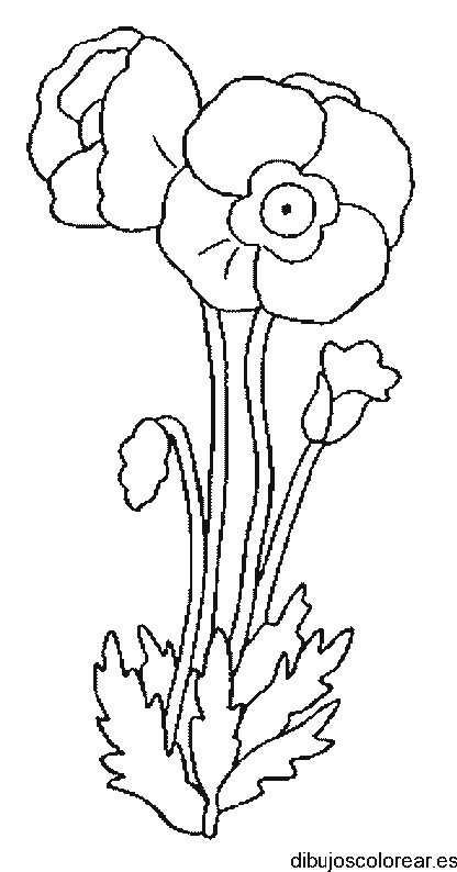 Dibujo de un tallo con dos rosas
