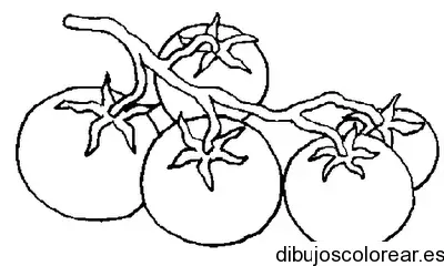 Dibujo de tomates en ramo
