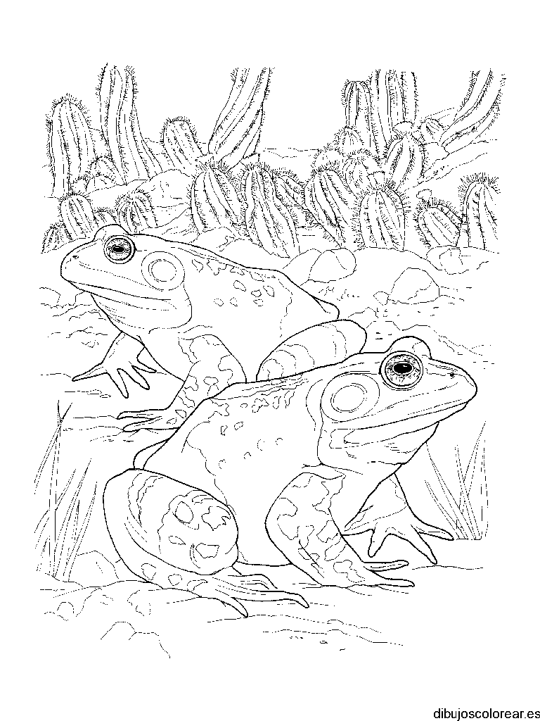 Dibujo de dos sapos