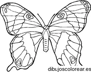 Dibujo de una mariposa grande