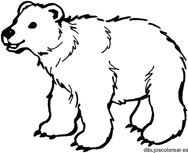 Dibujo  de un oso caminando