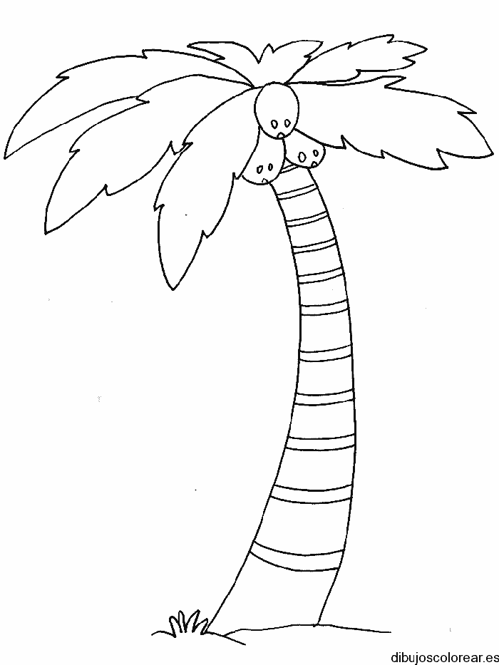 Dibujo de una  palmera con cocos