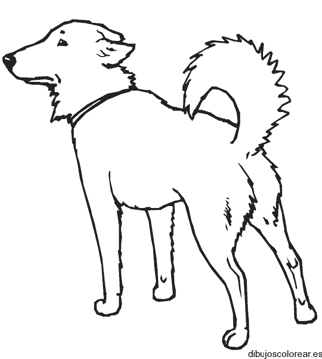 Dibujo de un perro pastor alemán
