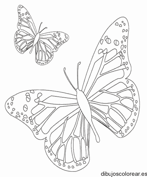 Dibujo de dos mariposas volando