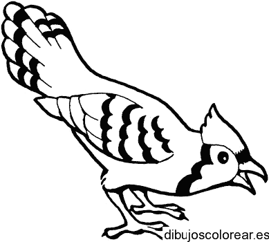 Dibujo de un pequeño pájaro sombreado