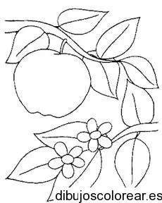 Dibujo de una manzana en una rama