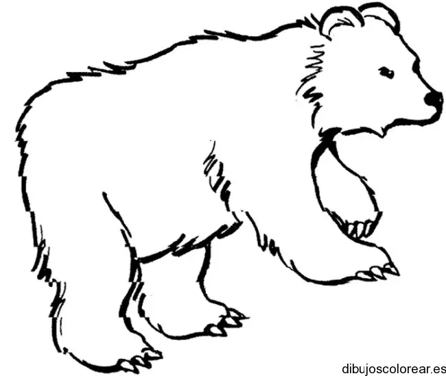Dibujo de un gran oso polar
