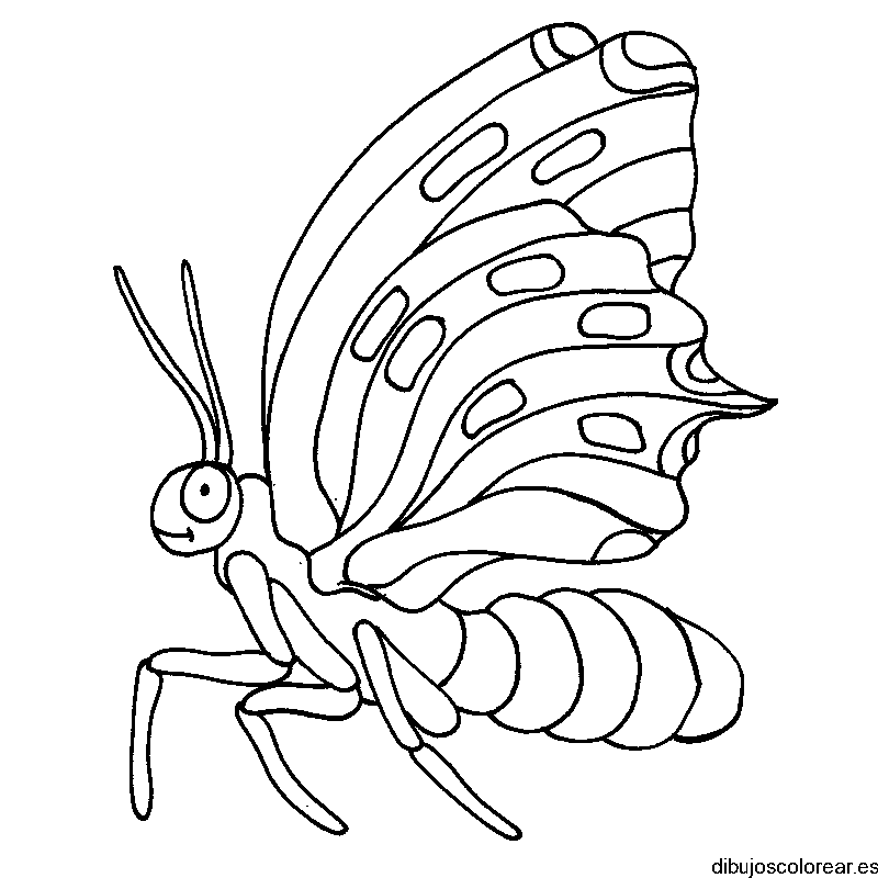 Dibujo de una mariposa caminando