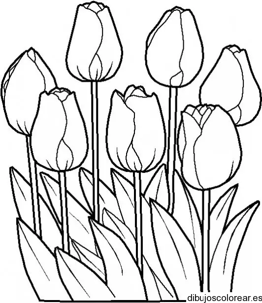 Dibujo de un ramo de tulipanes