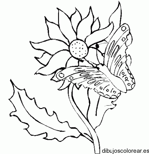 Dibujo de una mariposa en una margarita