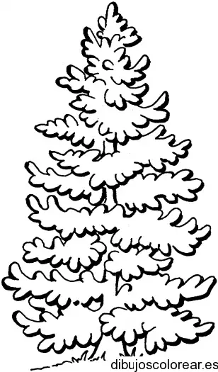 Dibujo de un árbol de abeto