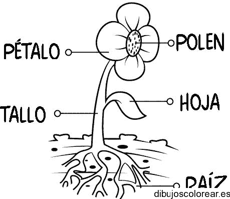 Dibujo de las partes de una flor