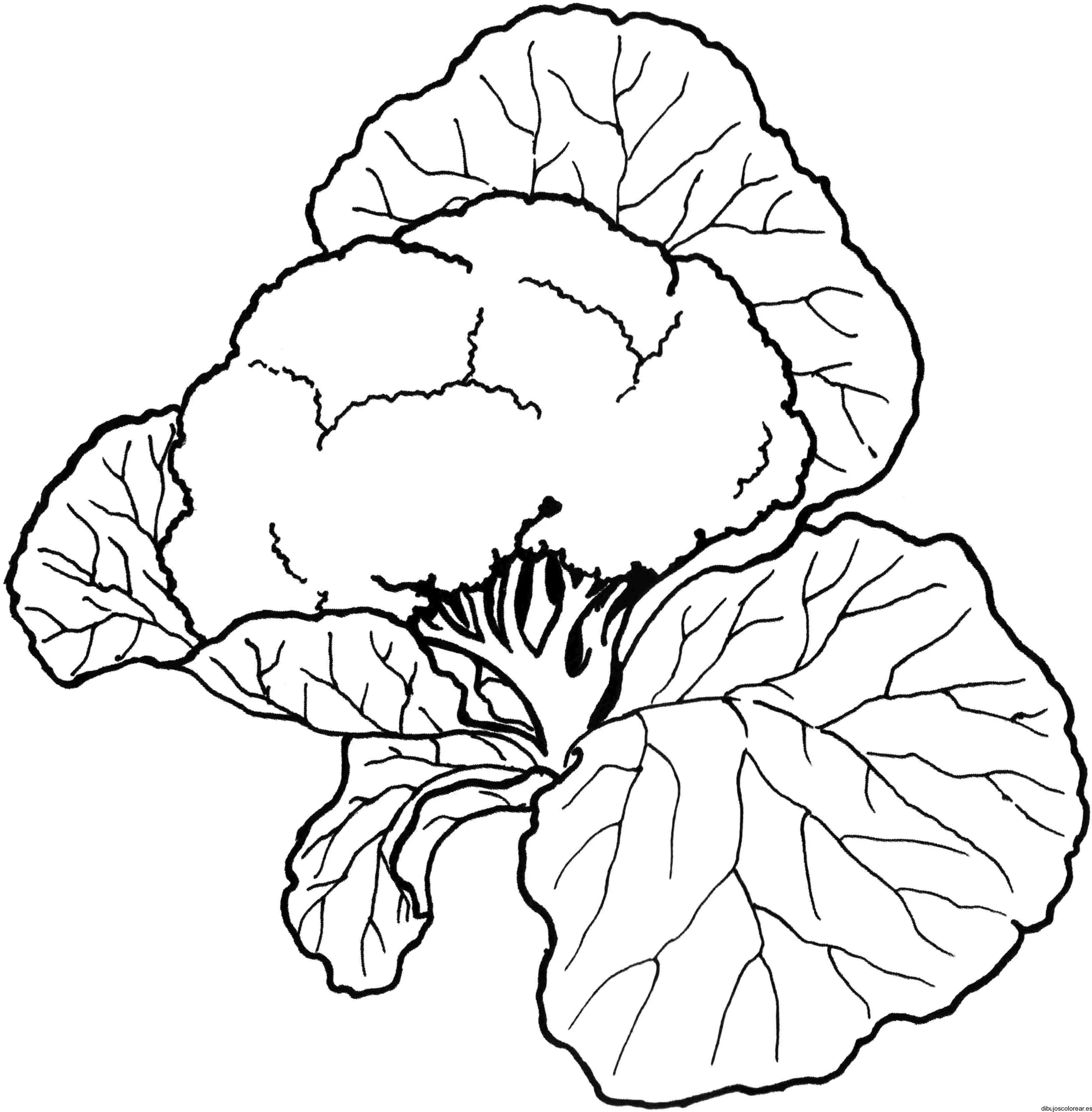Dibujo de un pequeño brócoli 