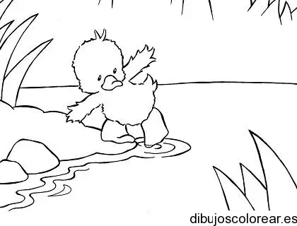 Dibujo de un patito en el agua