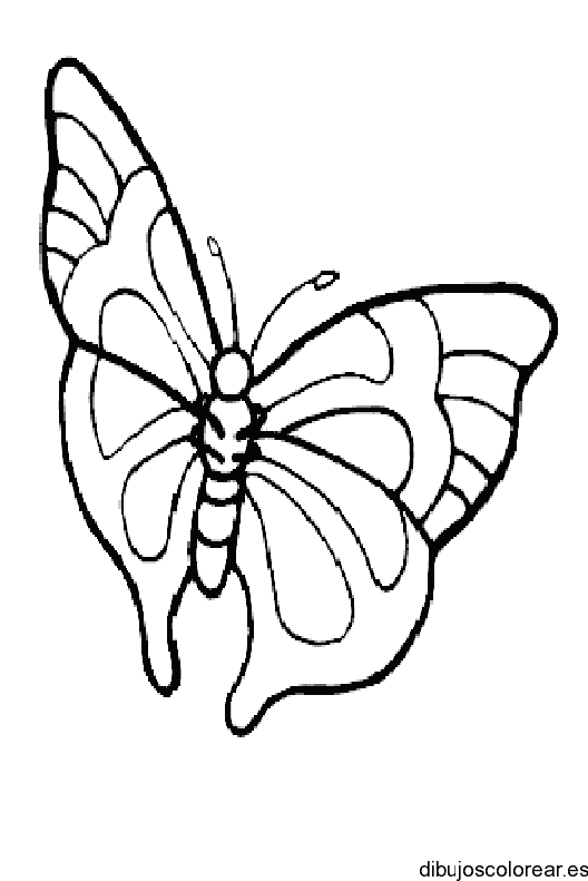 Dibujo de una mariposa reina para pintar