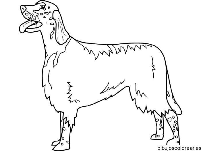 Perro