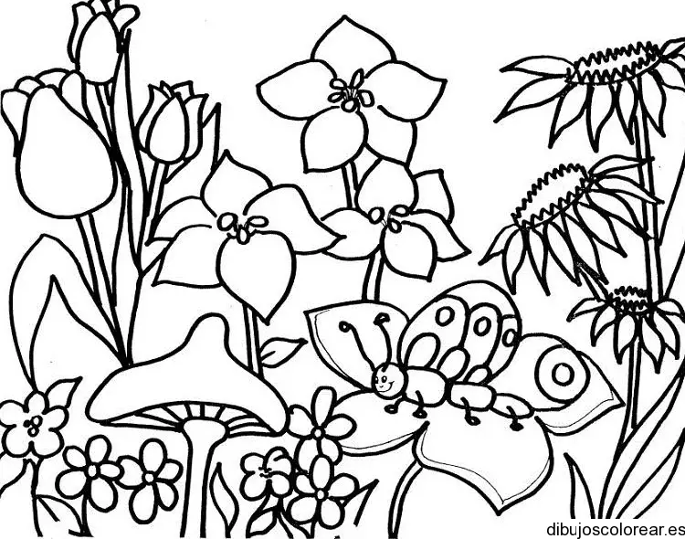 Flores