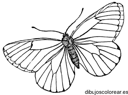 Dibujo de mariposa monarca 