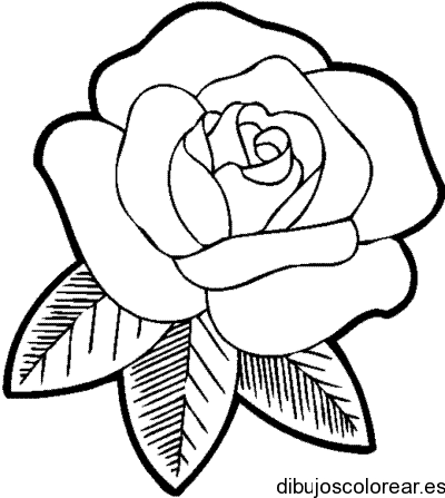 Dibujo de rosa abierta 