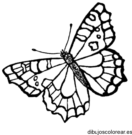 Dibujo de mariposa con las alas extendidas