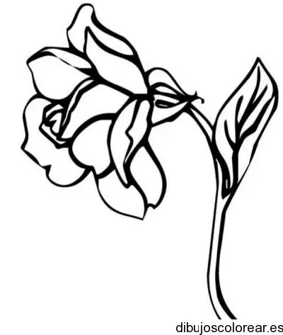 Dibujo de una rosa grande 