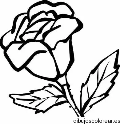 Dibujo de un capullo