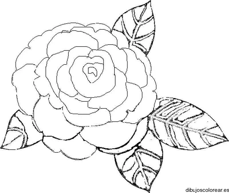 Dibujo de una rosa con dos hojas