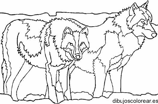 Dibujo de dos lobos grandes